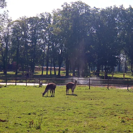 Geraeumige Solitude In Im Bernstein *